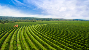 A combine harvester working in a coffee plantation.
